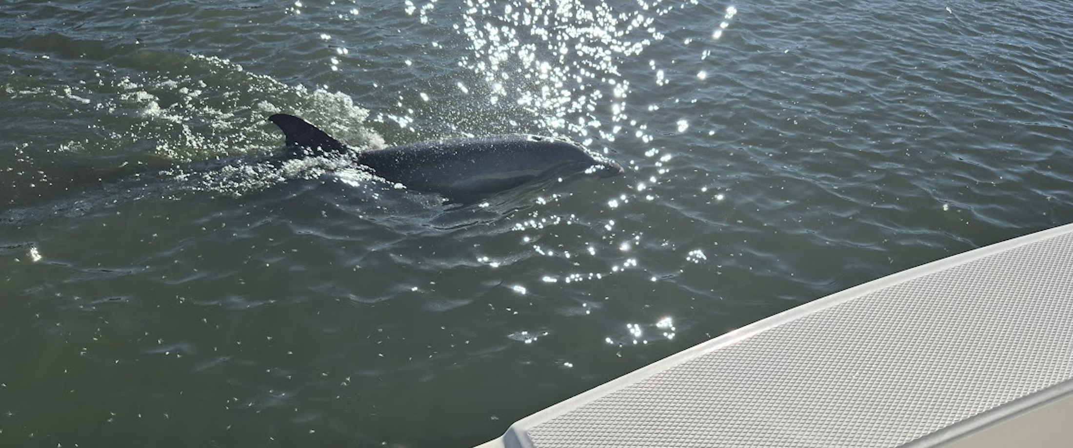 Dolphins